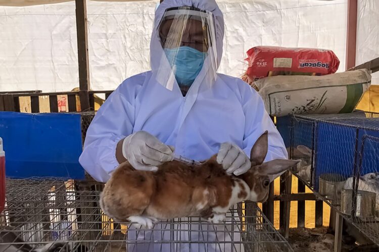 Vacunan 390 mil conejos contra enfermedad hemorrágica viral en México
