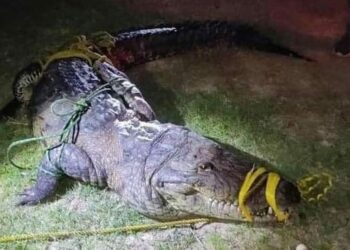 Podrían trasladar a diez lagartos a otras lagunas en Tampico