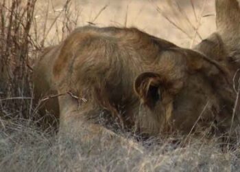 Covid mata a leona de zoológico de la India; varios animales contagiados