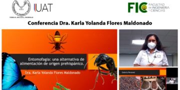 Difunden la importancia de los insectos como opción alimenticia