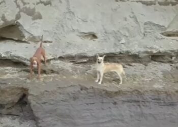 Perros caen en Socavon gigante de Puebla