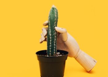 Acaba con la disfunción eréctil usando Tridentex