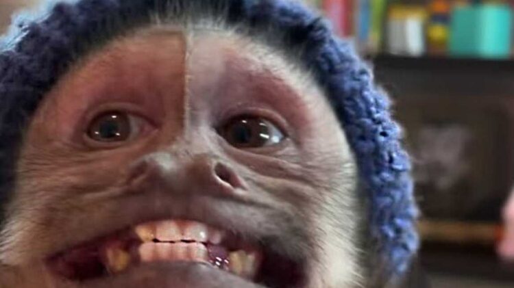 Murió George el mono estrella de las redes sociales