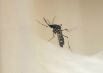 Una bacteria se convierte en la esperanza contra el dengue