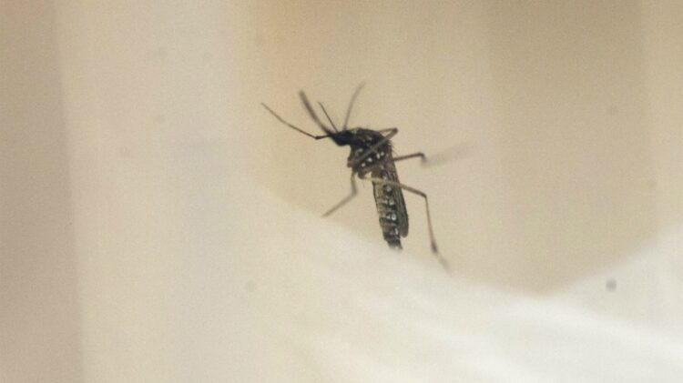 Una bacteria se convierte en la esperanza contra el dengue