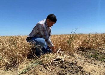 Ola de calor en EU arrasa con cultivos de trigo y frutales