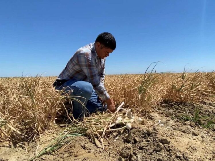 Ola de calor en EU arrasa con cultivos de trigo y frutales