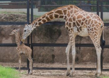Nace jirafa en el  Zoológico de Nuevo Laredo