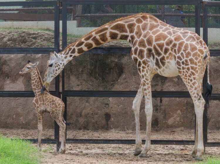 Nace jirafa en el  Zoológico de Nuevo Laredo
