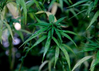 Suprema Corte publica sentencia sobre uso lúdico de la mariguana en México