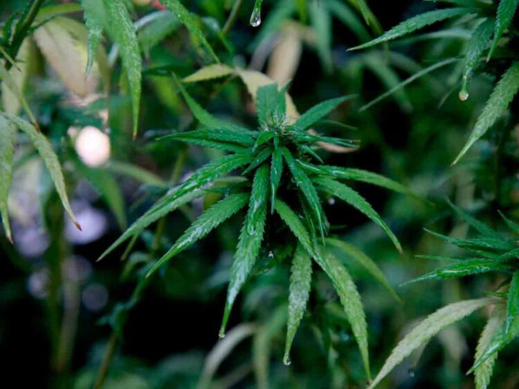 Suprema Corte publica sentencia sobre uso lúdico de la mariguana en México