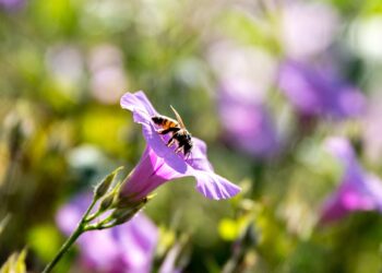Contribuirá conservación y uso sustentable de polinizadores a seguridad alimentaria