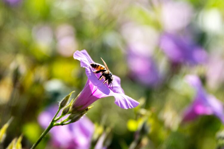 Contribuirá conservación y uso sustentable de polinizadores a seguridad alimentaria