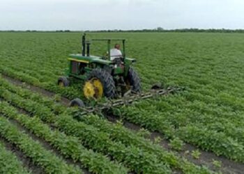 En crisis agricultores de Altamira al desplomarse producción