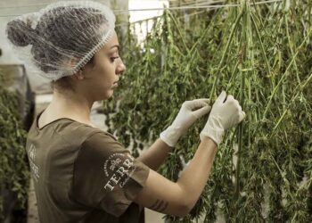 Colombia autoriza uso industrial del cannabis y su exportación