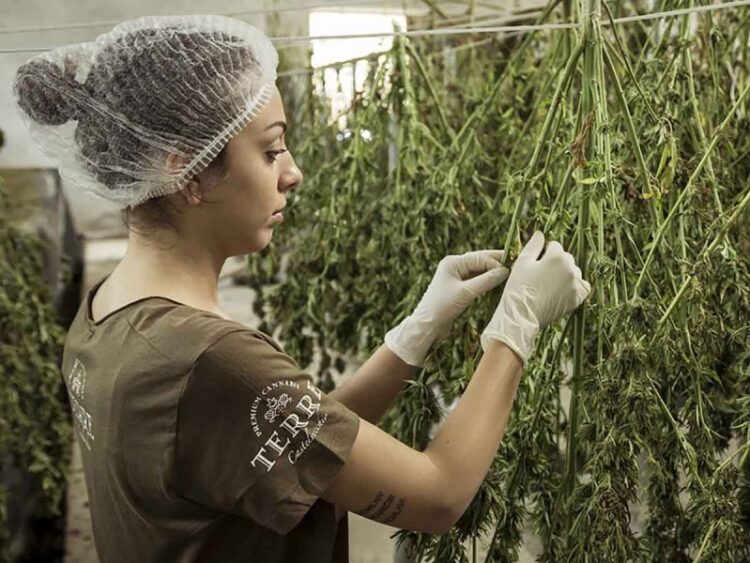 Colombia autoriza uso industrial del cannabis y su exportación
