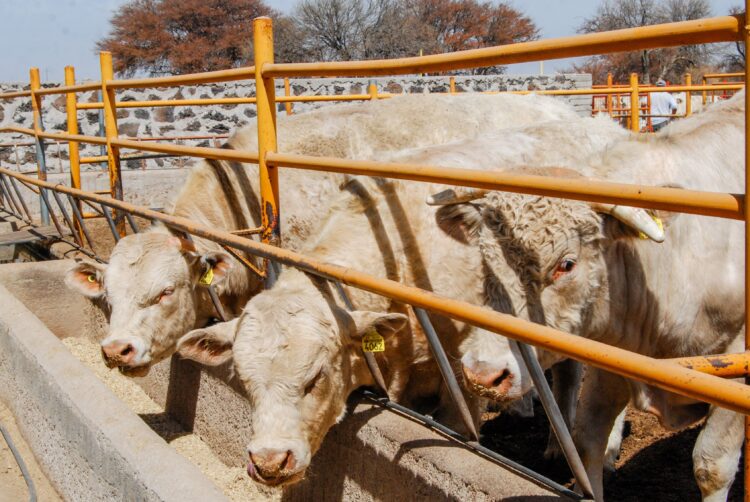 Asume autoridad sanitaria control de movilización de ganado en México