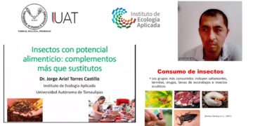 Promueve UAT cultura del consumo de insectos comestibles