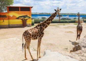 Reabre Zoológico de Nuevo Laredo