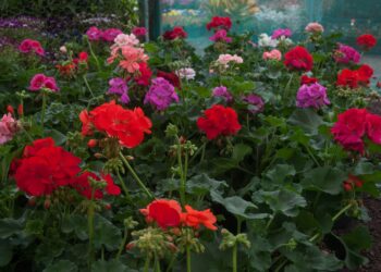 Promueven mejoramiento de 9 variedades de dalias y 3 de rosas 