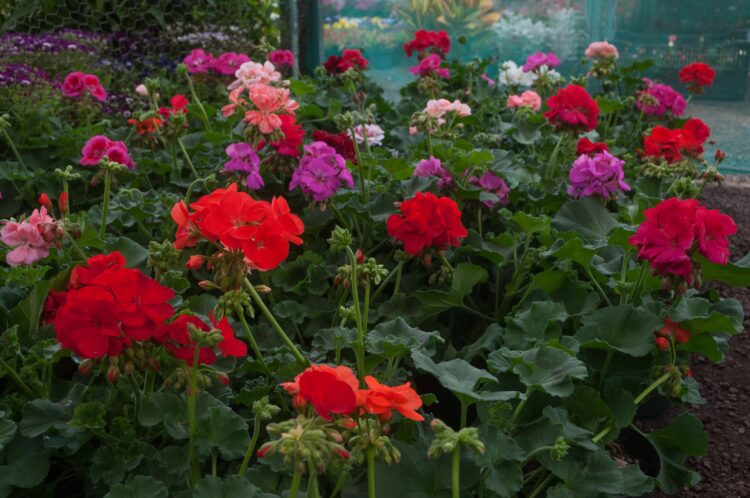 Promueven mejoramiento de 9 variedades de dalias y 3 de rosas 