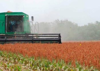 Cosechan  70 % del sorgo en Tamaulipas 