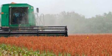 Cosechan  70 % del sorgo en Tamaulipas 