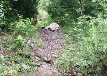 Campesino sobrevive a rayo, muere burro que montaba