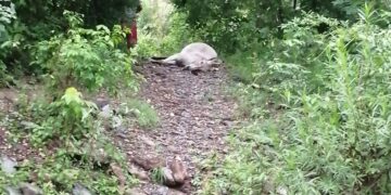 Campesino sobrevive a rayo, muere burro que montaba