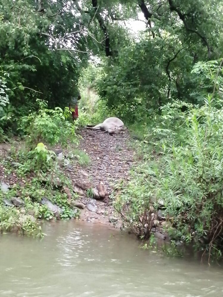 Campesino sobrevive a rayo, muere burro que montaba