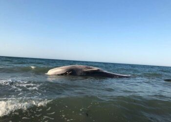 Aparece muerta ballena rescatada hace dos días en Puerto Peñasco