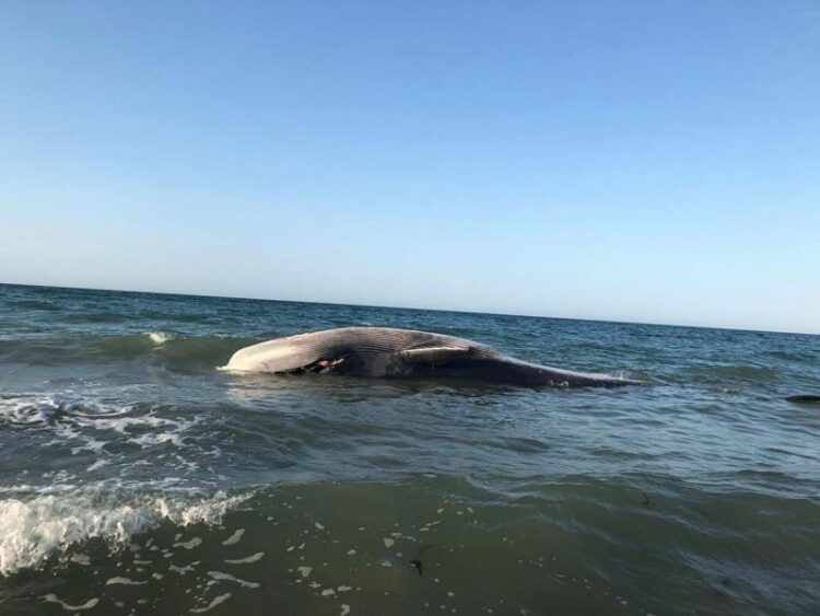 Aparece muerta ballena rescatada hace dos días en Puerto Peñasco