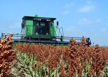 Por concluir trillas de sorgo