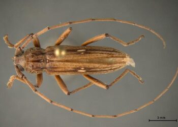 Detectan peste de escarabajo en carga y la regresan a México.