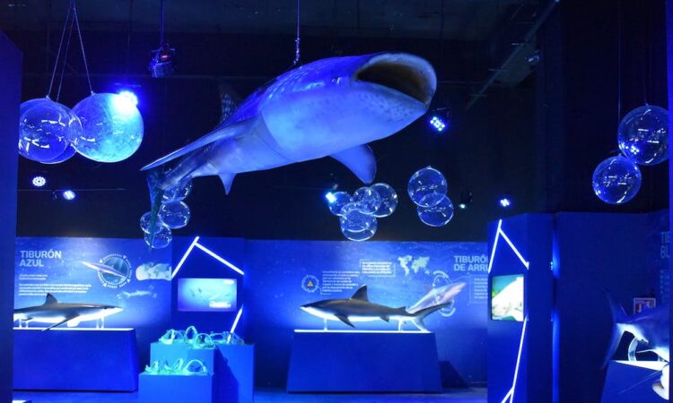 Llega al Acuario del Bajío la increíble exposición ‘Tiburones: Los Reyes del Océano’