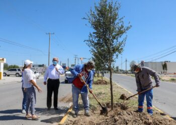Siembran 100 árboles  en camellón de Av. Monterrey en Nuevo Laredo