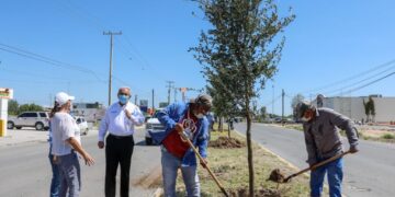 Siembran 100 árboles  en camellón de Av. Monterrey en Nuevo Laredo