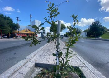 Inicia reforestación de áreas verdes con el programa “Encinando Matamoros”