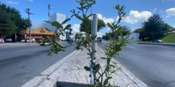 Inicia reforestación de áreas verdes con el programa “Encinando Matamoros”