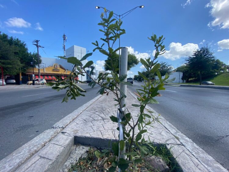 Inicia reforestación de áreas verdes con el programa “Encinando Matamoros”