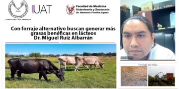 Con forraje alternativo buscan generar más grasas benéficas en lácteos