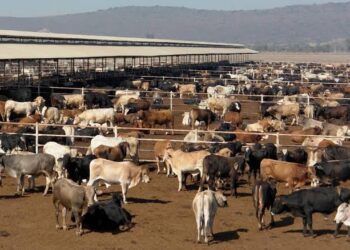 Se desploma venta de ganado de Tamaulipas a EU