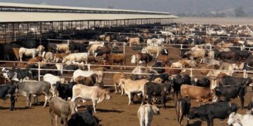 Se desploma venta de ganado de Tamaulipas a EU