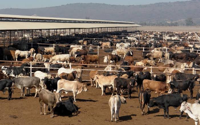 Se desploma venta de ganado de Tamaulipas a EU