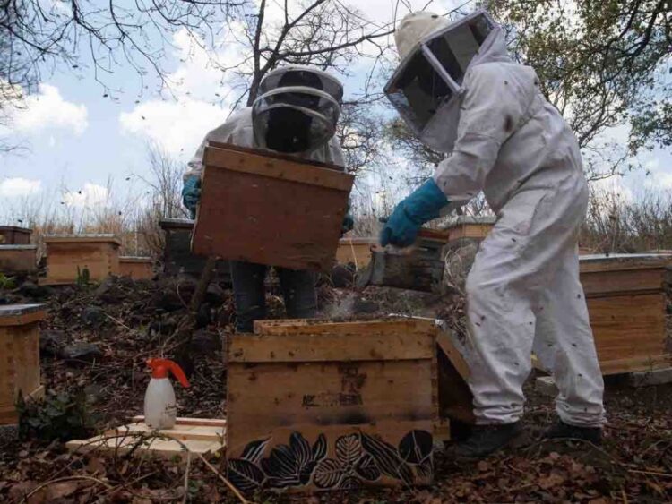 Conmemora Semarnat Día Nacional de las Abejas