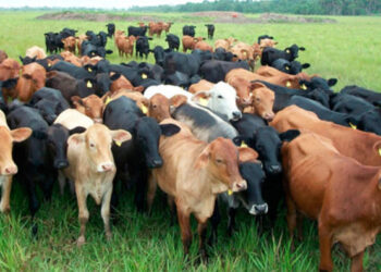 Dan a conocer proyecto que mejorará el control de ganado en el país