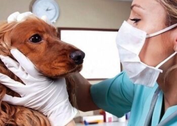 Se celebra el Día del Veterinario en México, 