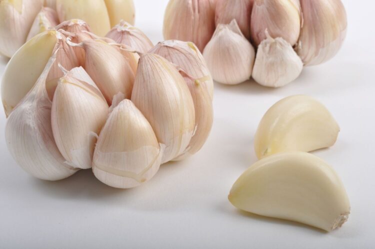 Se ubica México como el noveno exportador mundial de ajos