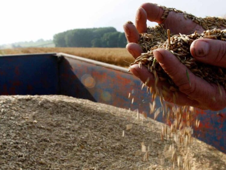 La avena es uno de los superalimentos que más tienes al alcance