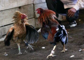 Congreso de Hidalgo aprueba peleas de gallos como patrimonio inmaterial